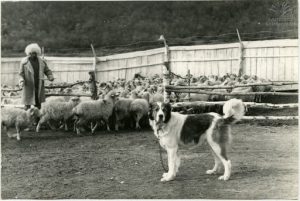 Read more about the article “ლომა, დავიწყებული მეგობარი”